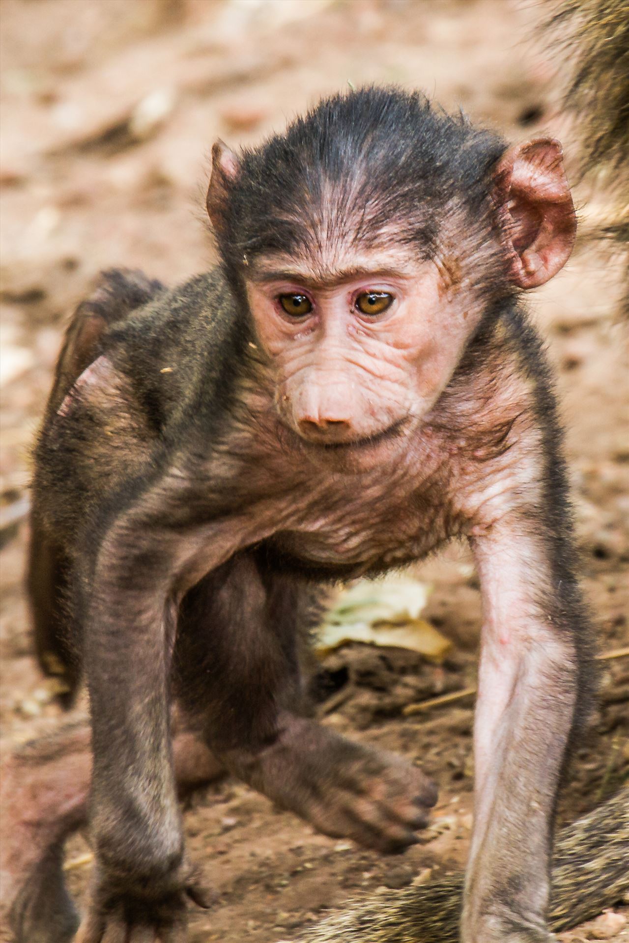 JGP Web Baby Baboon-1.jpg  by Jay Goldberg Photography