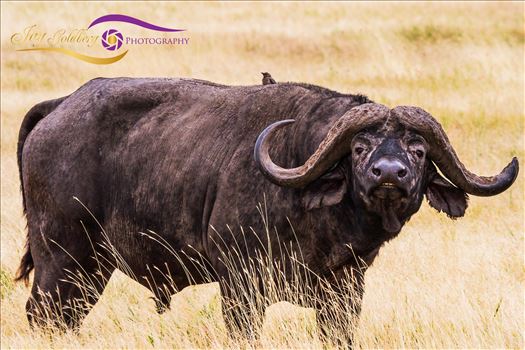 African Buffalo w hitchhiker-1.jpg by Jay Goldberg Photography