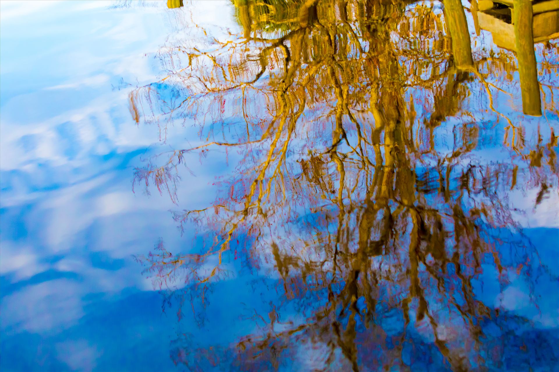 Reflections-5.jpg Blue sky, clouds, tree reflections on the water. by Cat Cornish Photography