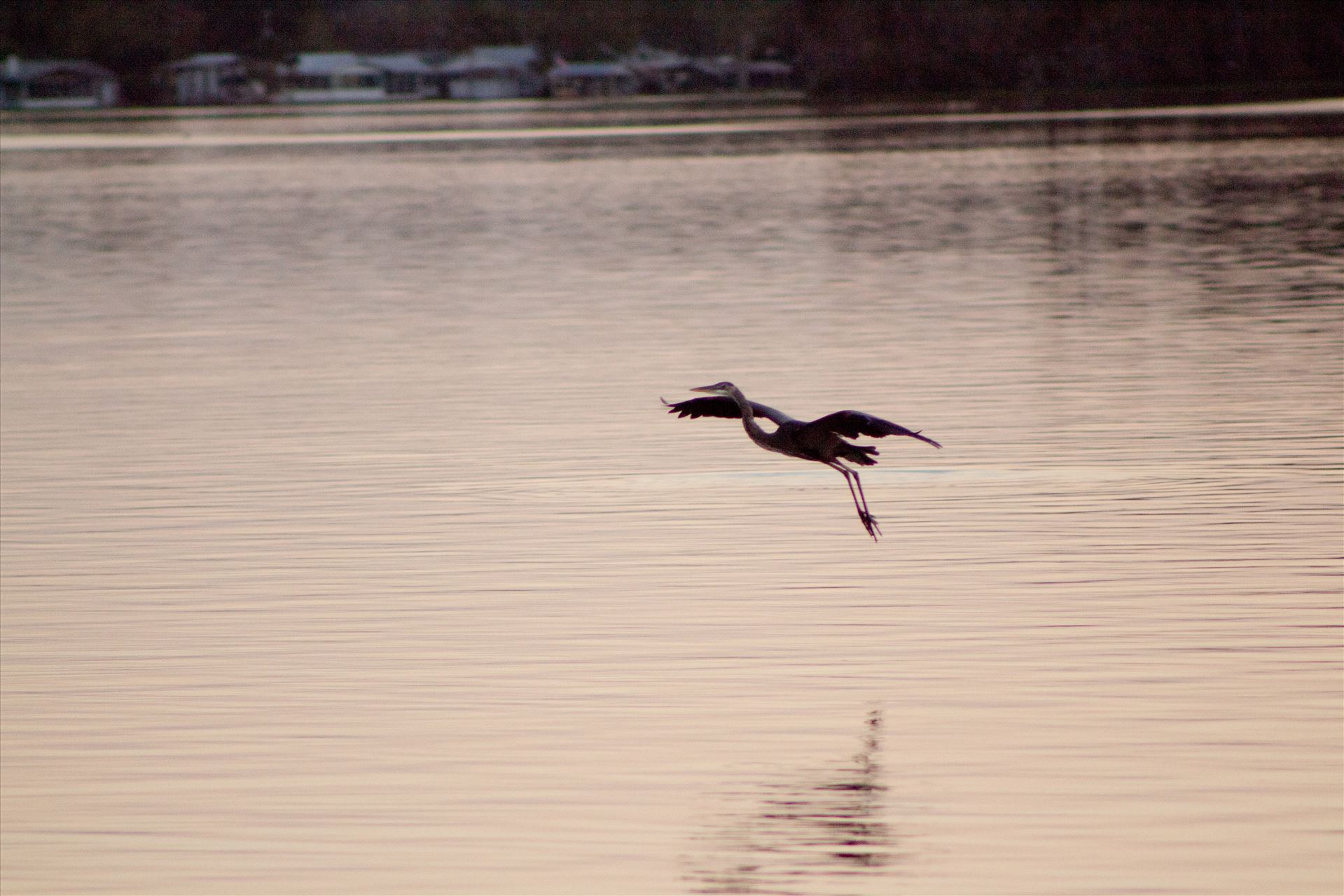 Egret landing 01  by Cat Cornish Photography