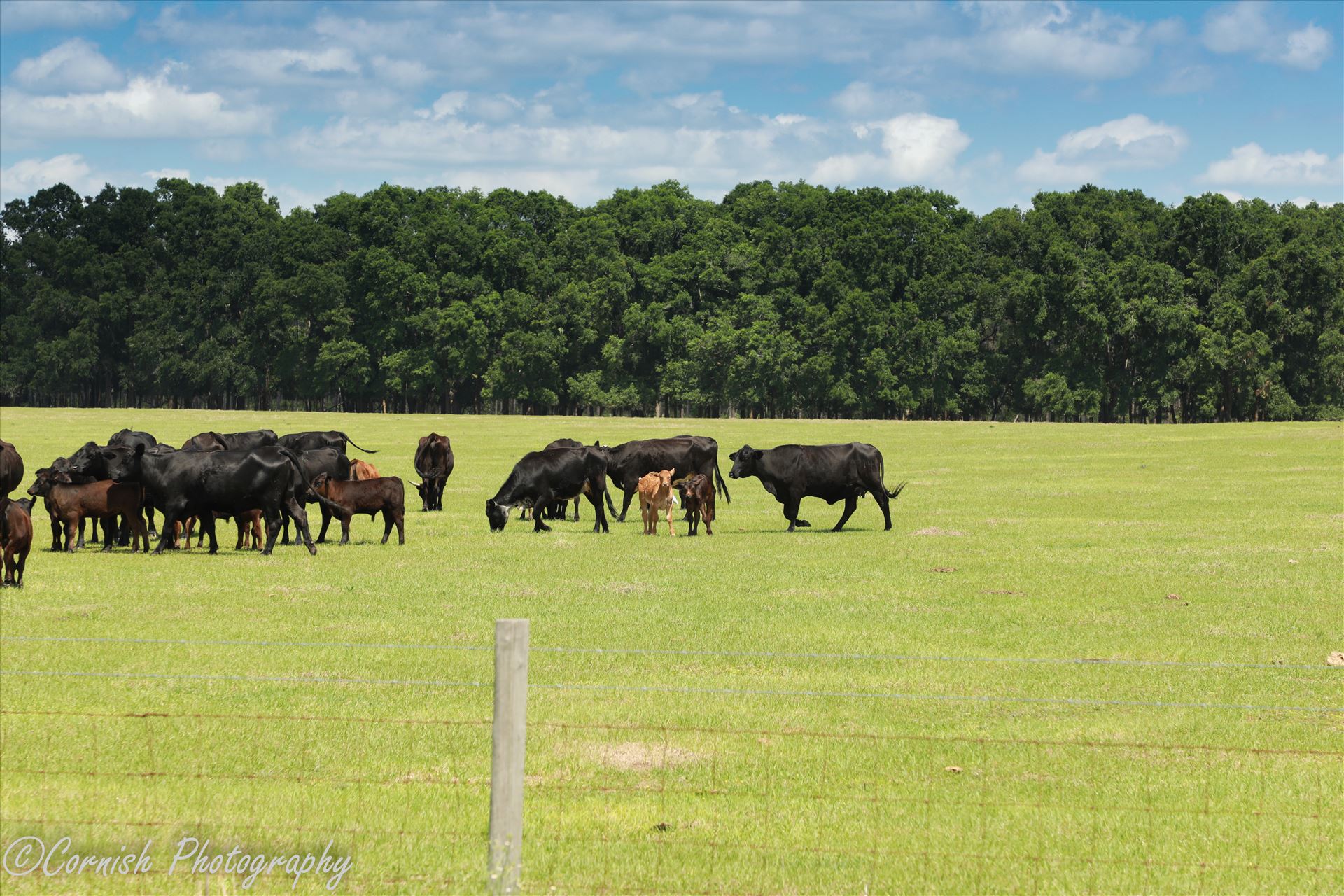 Spring Cows-5.jpg  by Cat Cornish Photography