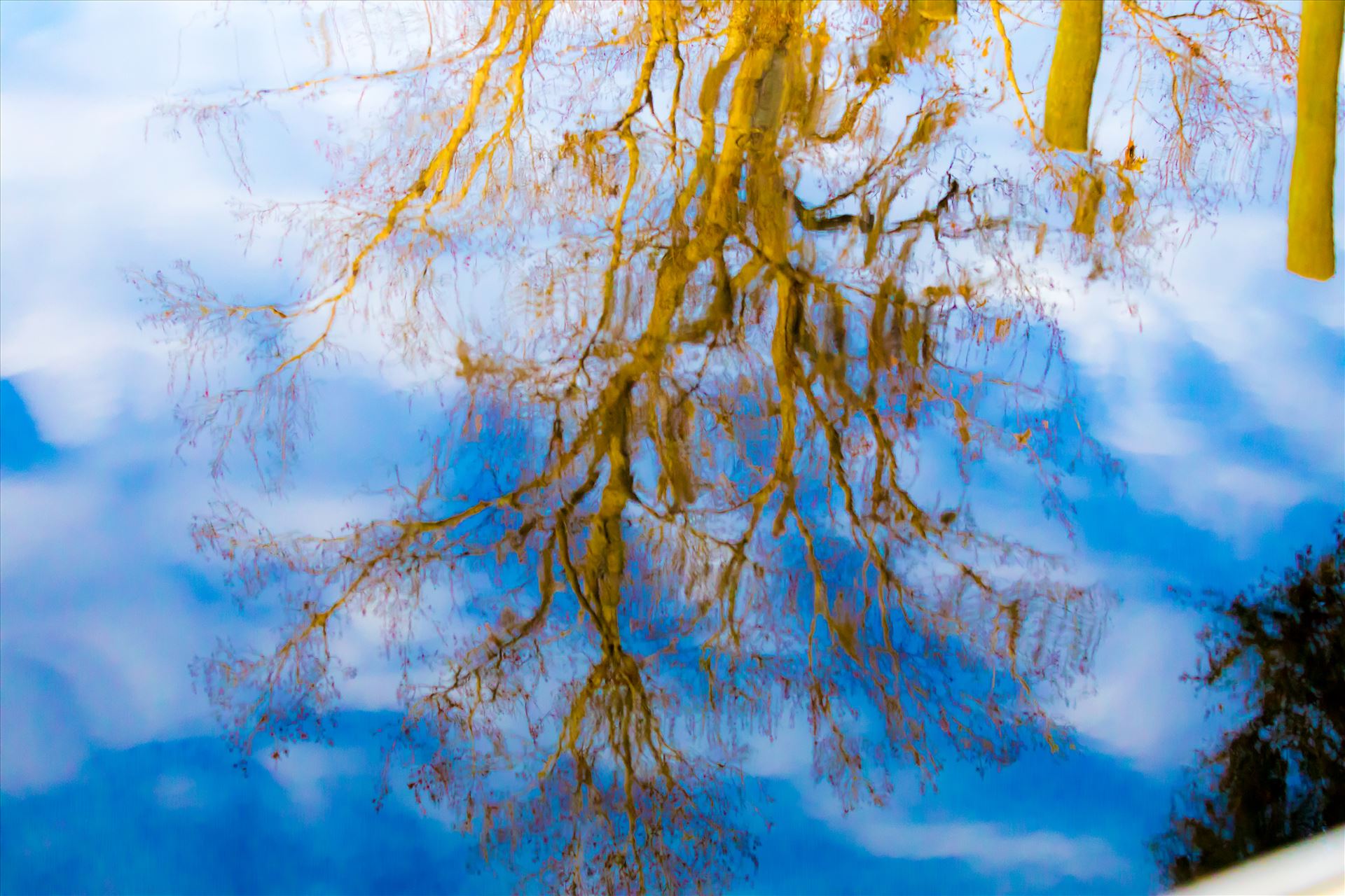 Reflections-4.jpg Blue Sky tree reflection on the water by Cat Cornish Photography