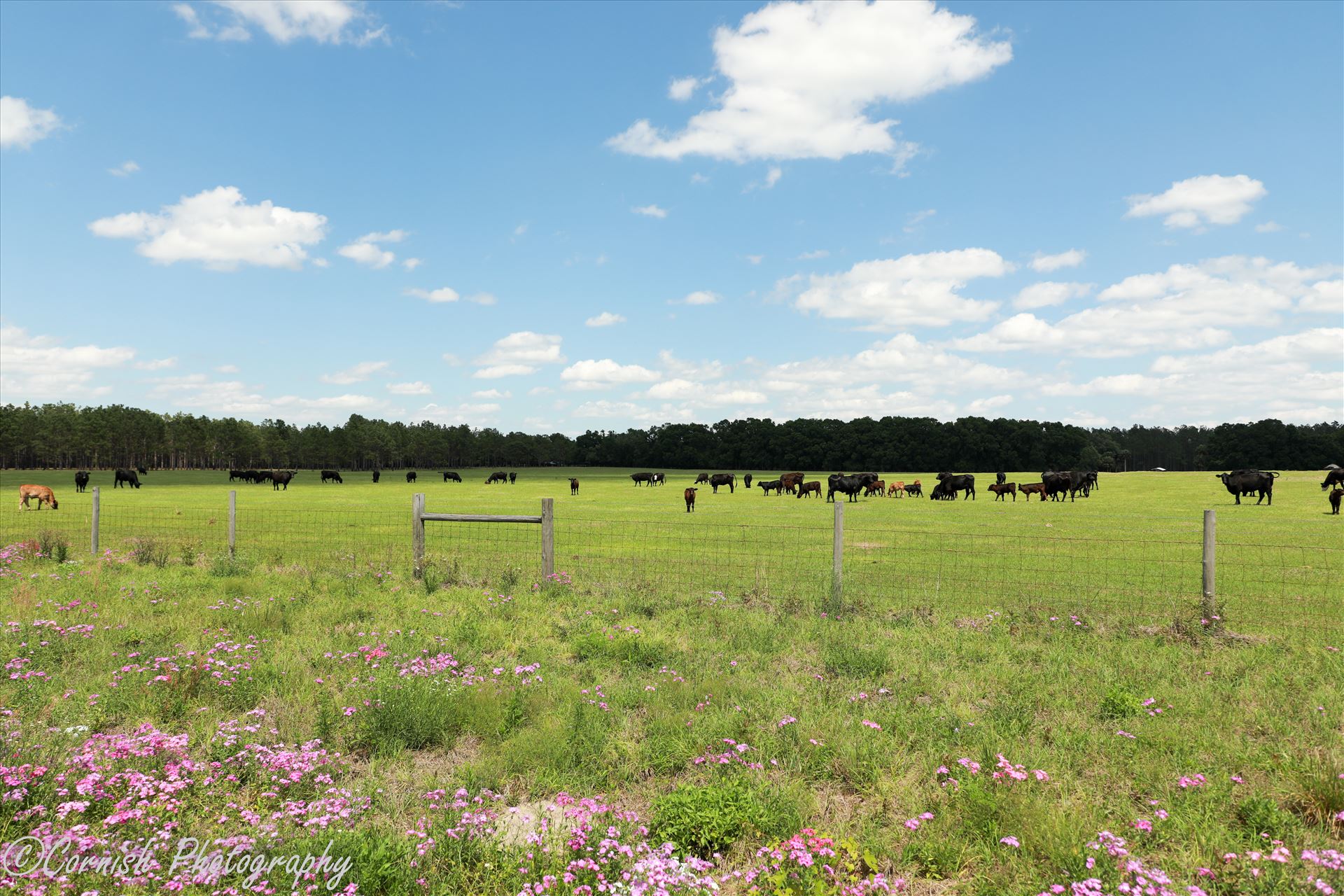 Spring Cows-2.jpg  by Cat Cornish Photography
