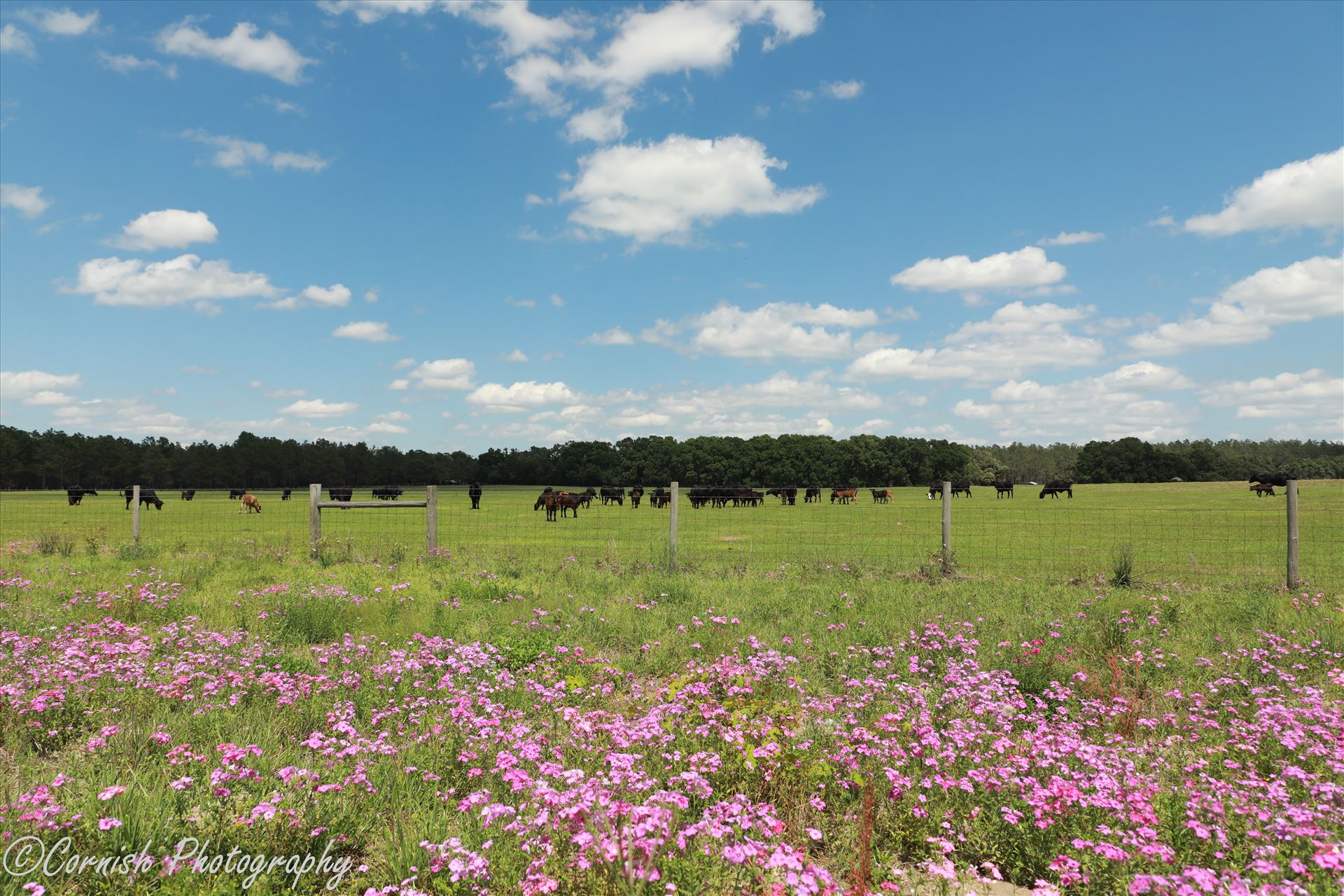 Spring Cows-4.jpg  by Cat Cornish Photography