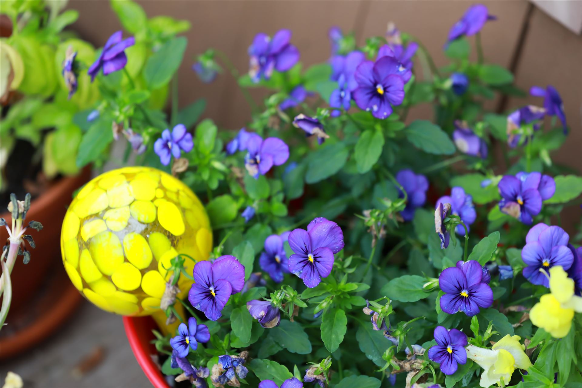 Around the Garden-8.jpg Purple pansies and yellow snapdragons with a glass water bulb by Cat Cornish Photography
