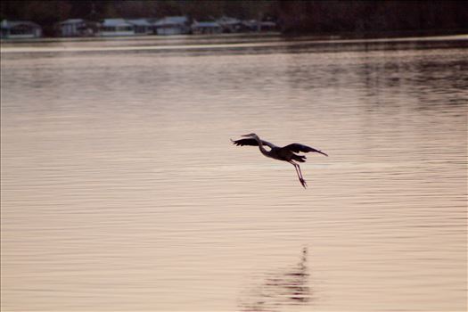 Egret landing 01 by Cat Cornish Photography