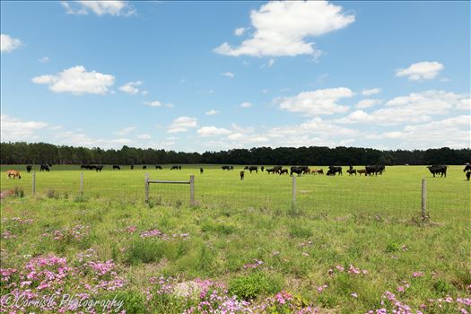 Spring Cows-2.jpg by Cat Cornish Photography