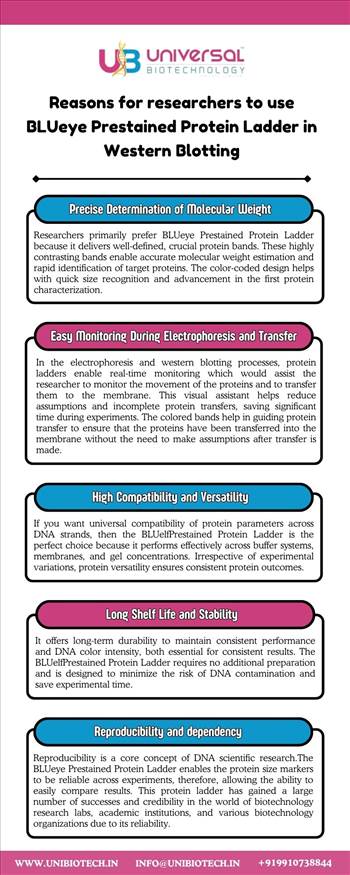 Reasons for researchers to use BLUeye Prestained Protein Ladder in Western Blotting.jpg by Unibiotech