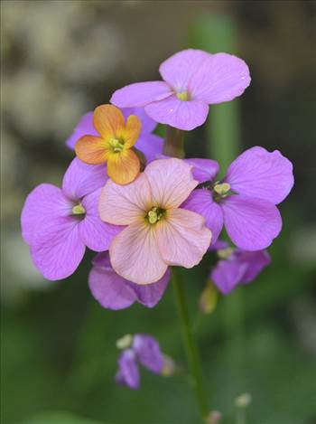 DSC_3046-FB.jpg - undefined