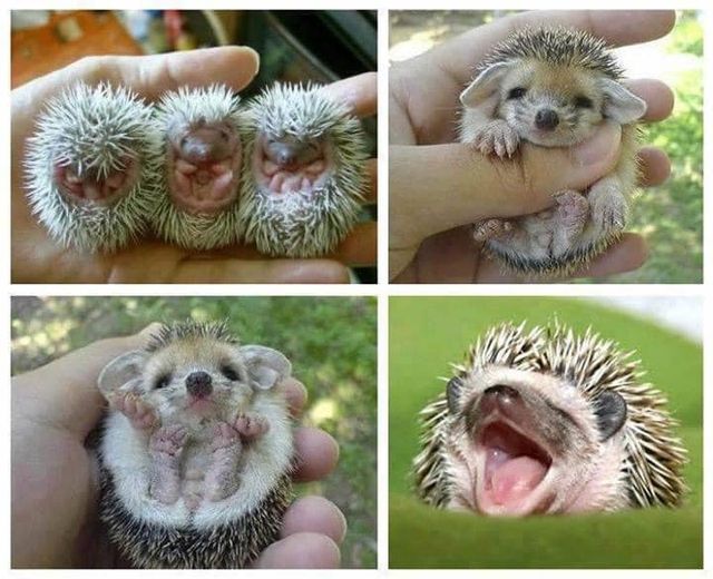 Hedgehogs.jpg  by eyebreaker7
