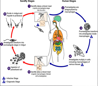 Vaccination-of-Dengue.jpg  by alwayspharma111
