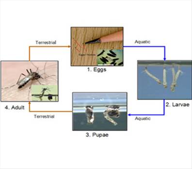 Dengue-Prevention.jpg by alwayspharma111