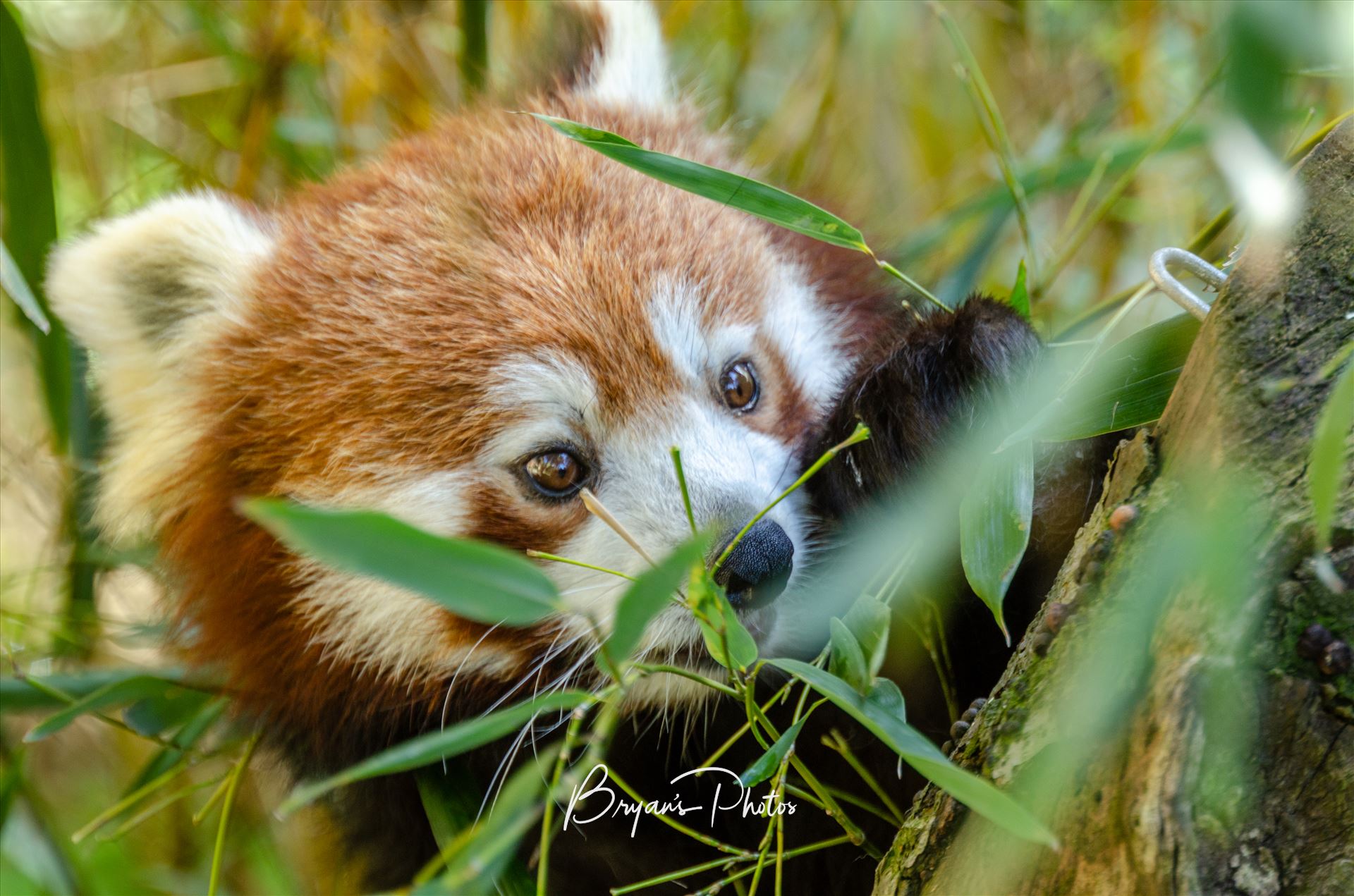 Panda A photograph of a Red Panda in the lower branches of a tree. by Bryans Photos