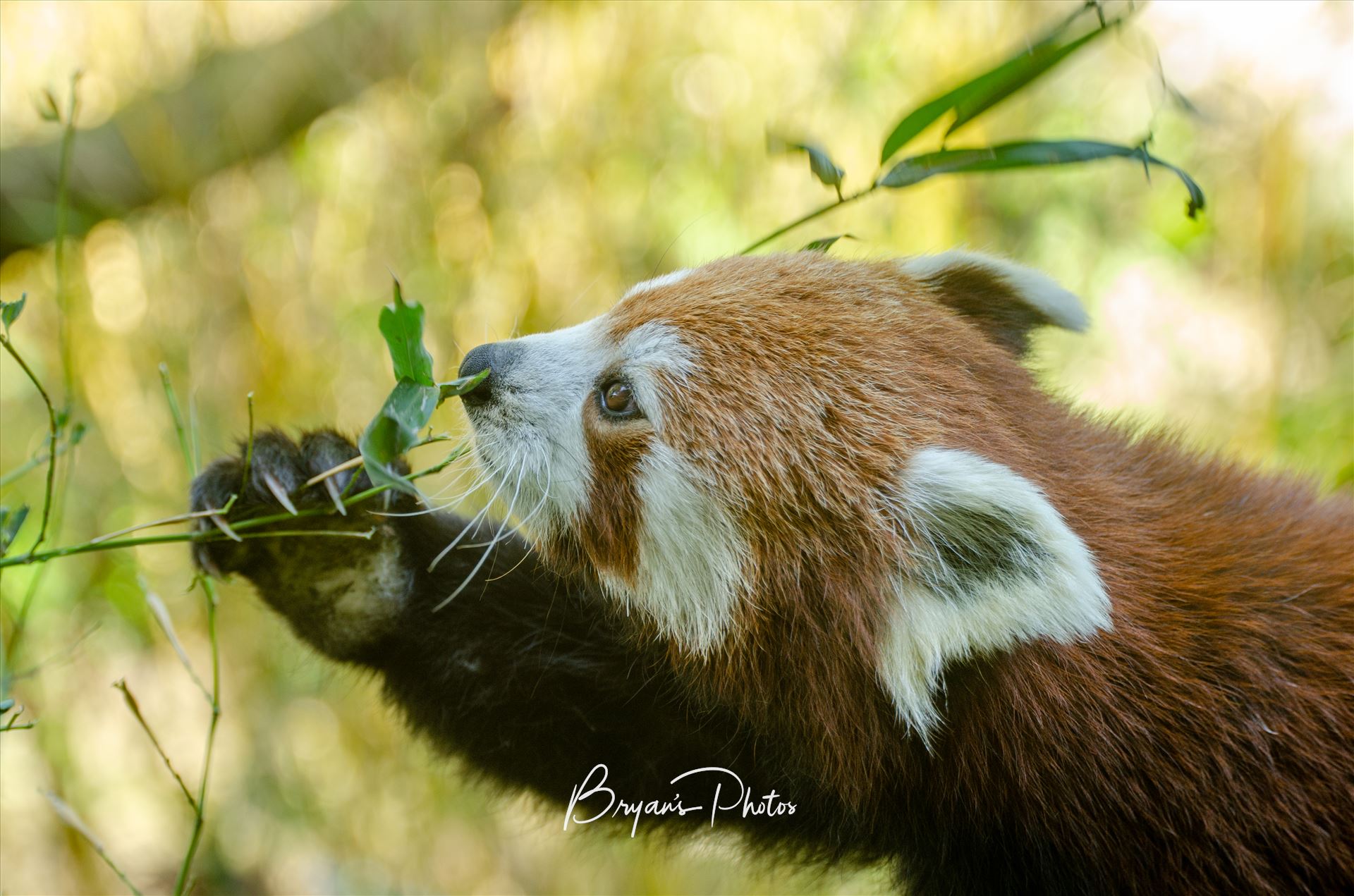 Red Panda A photograph of a Red Panda having a bite to eat. by Bryans Photos