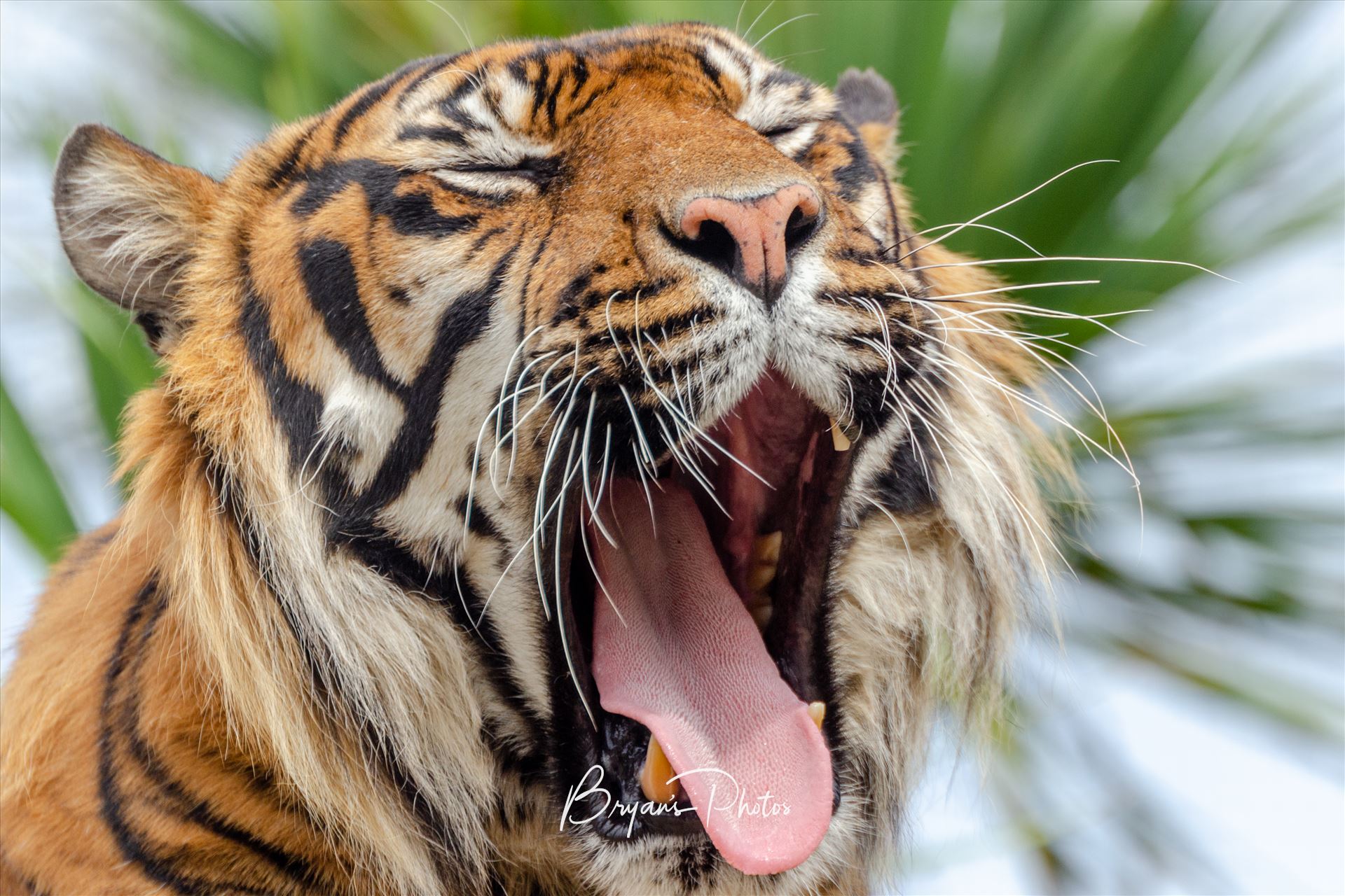 Sleepy Tiger A photograph of a Sumatran Tiger yawning as it wakes up from it's afternoon nap. by Bryans Photos