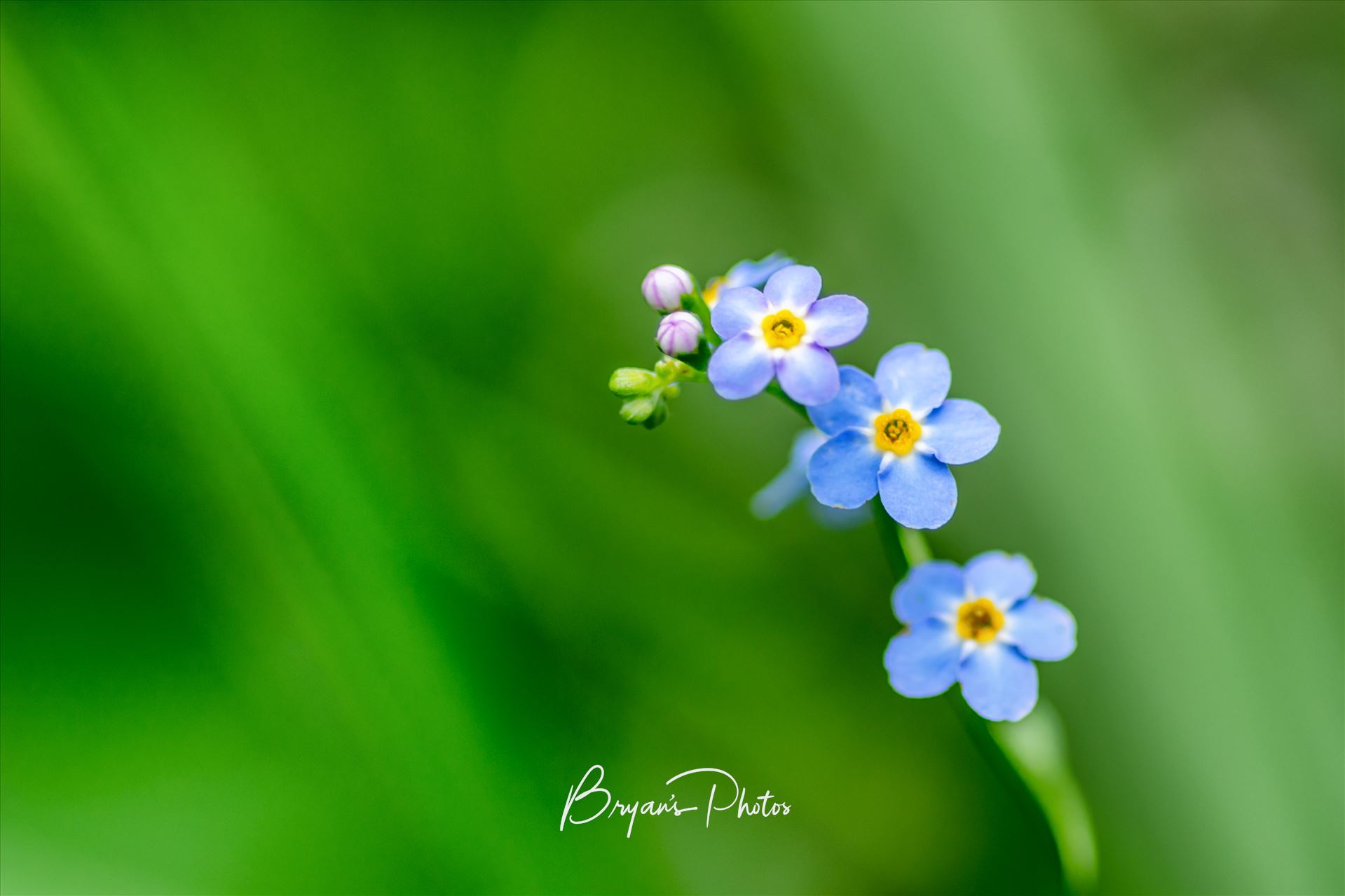 Forget Me Not Wall art of of a Forget Me Not flower taken on a walk through local woodland. by Bryans Photos