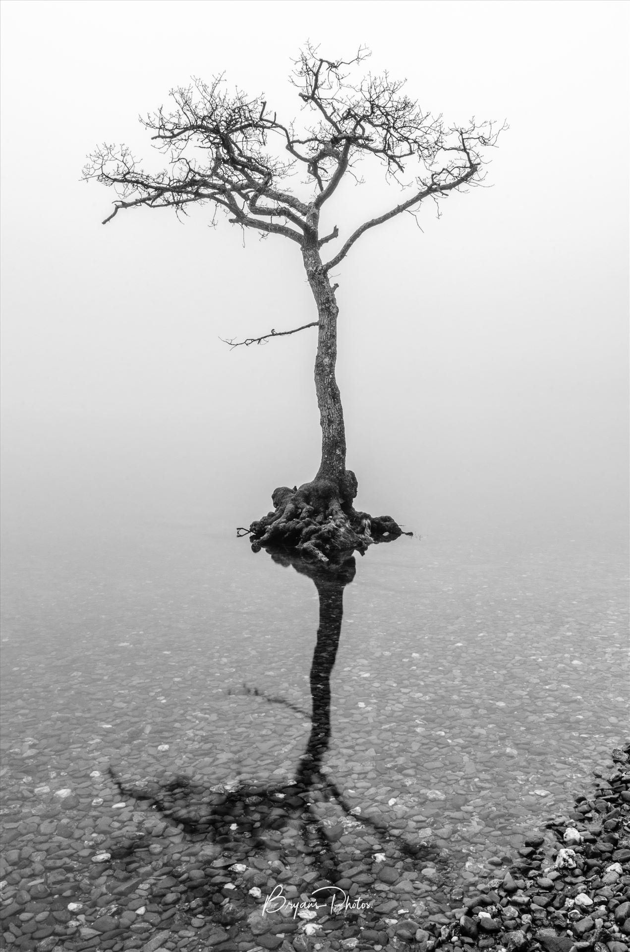 Misty Milarrochy A black and white photograph of the loan tree at Milarrochy Bay Loch Lomond. by Bryans Photos