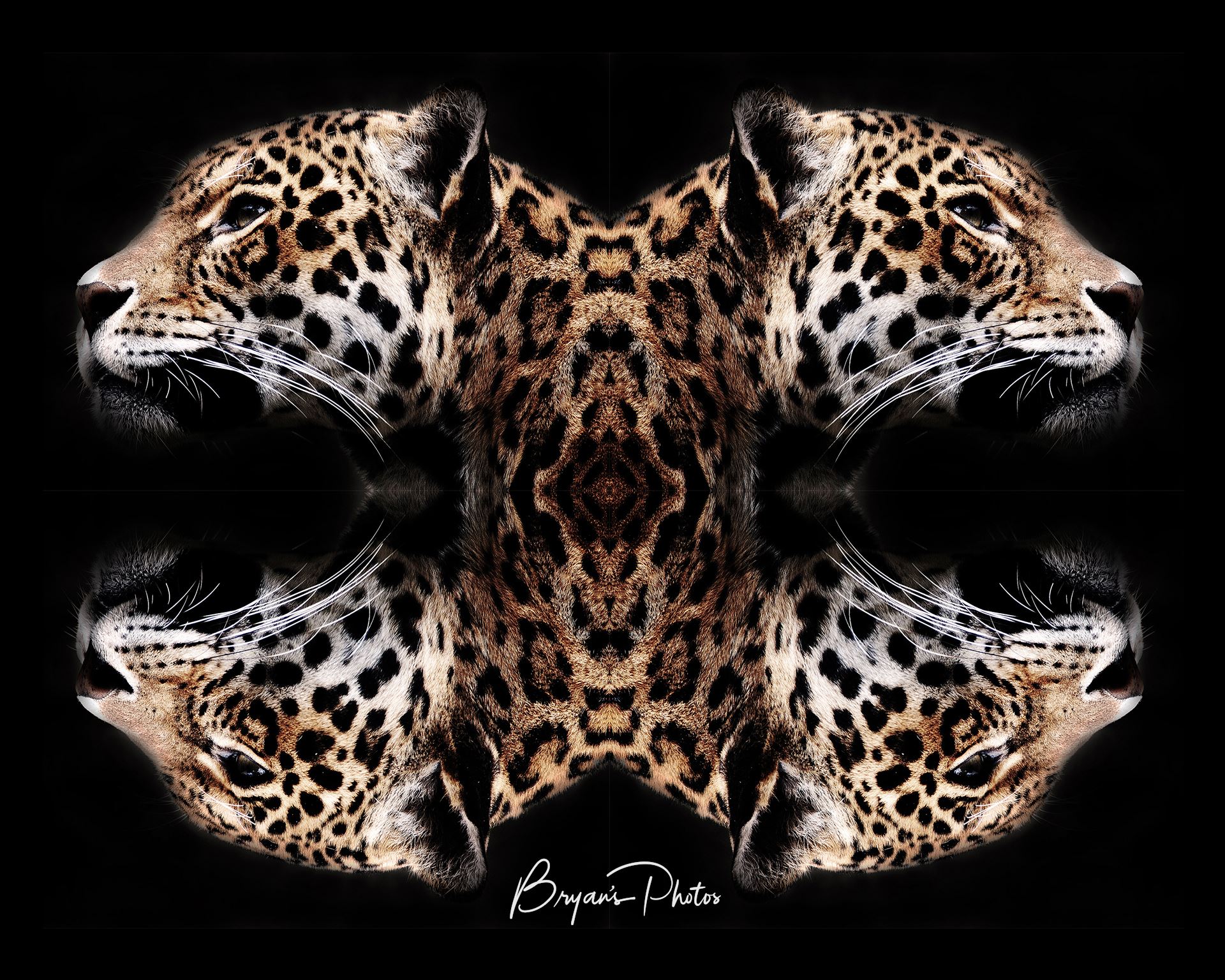 Jaguar art An image of a jaguars head mirrored and merged into wall art by Bryans Photos