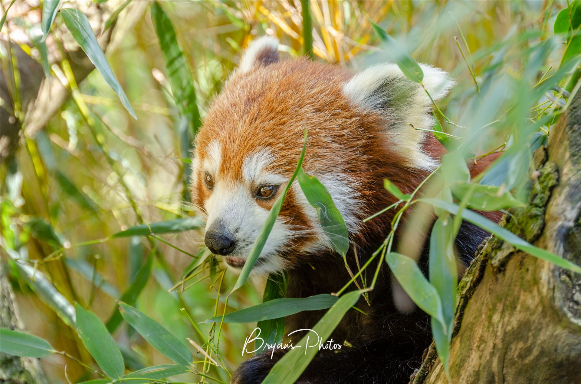Wild Red Panda A photograph of a Red Panda as it sits amongst bamboo leaves. by Bryans Photos