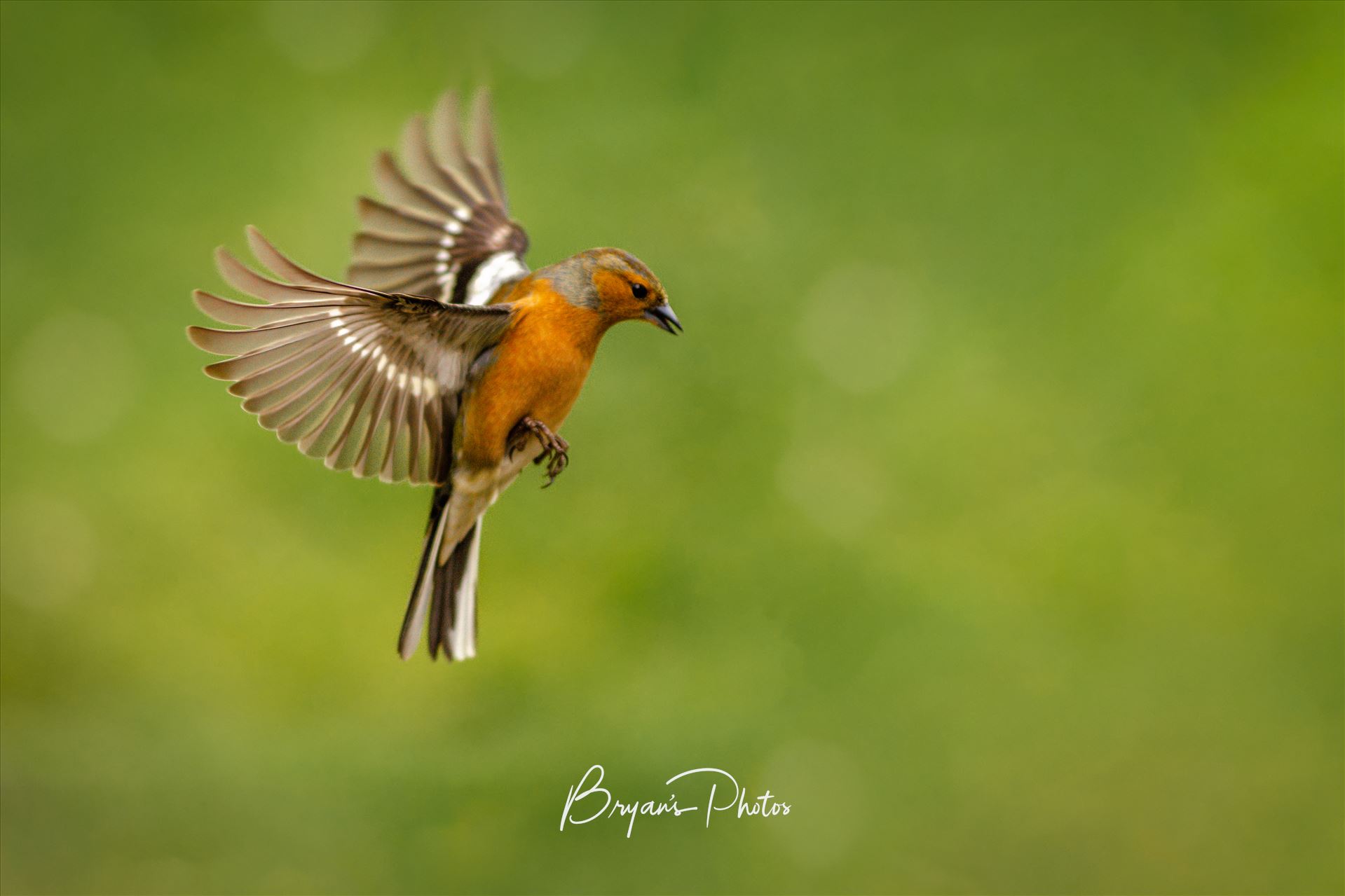 Flight of the Chaffinch A photograph of a male Chaffinch taken mid flight. by Bryans Photos