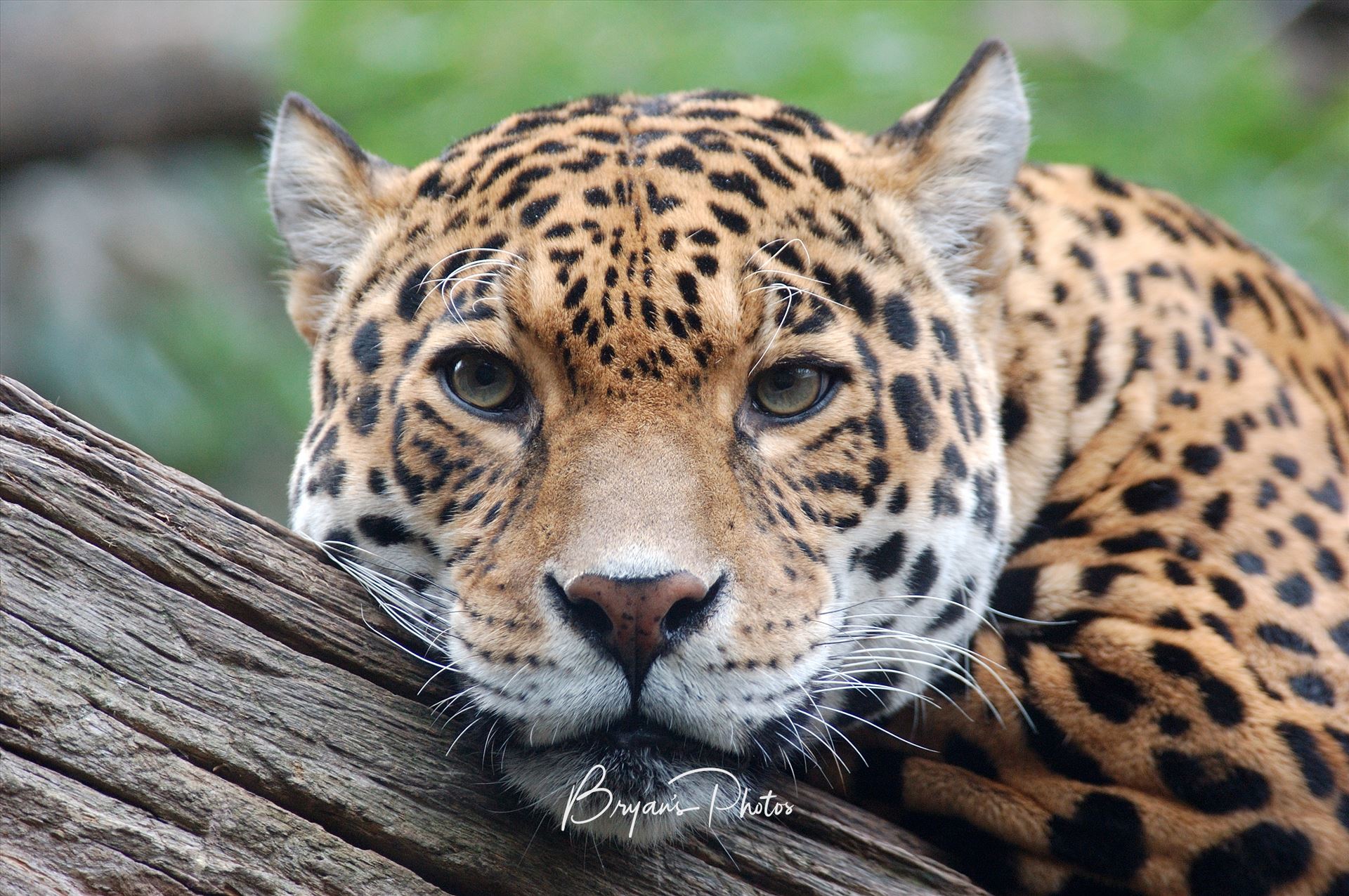 Jaguar stare Photograph of a Jaguar staring straight at me. by Bryans Photos