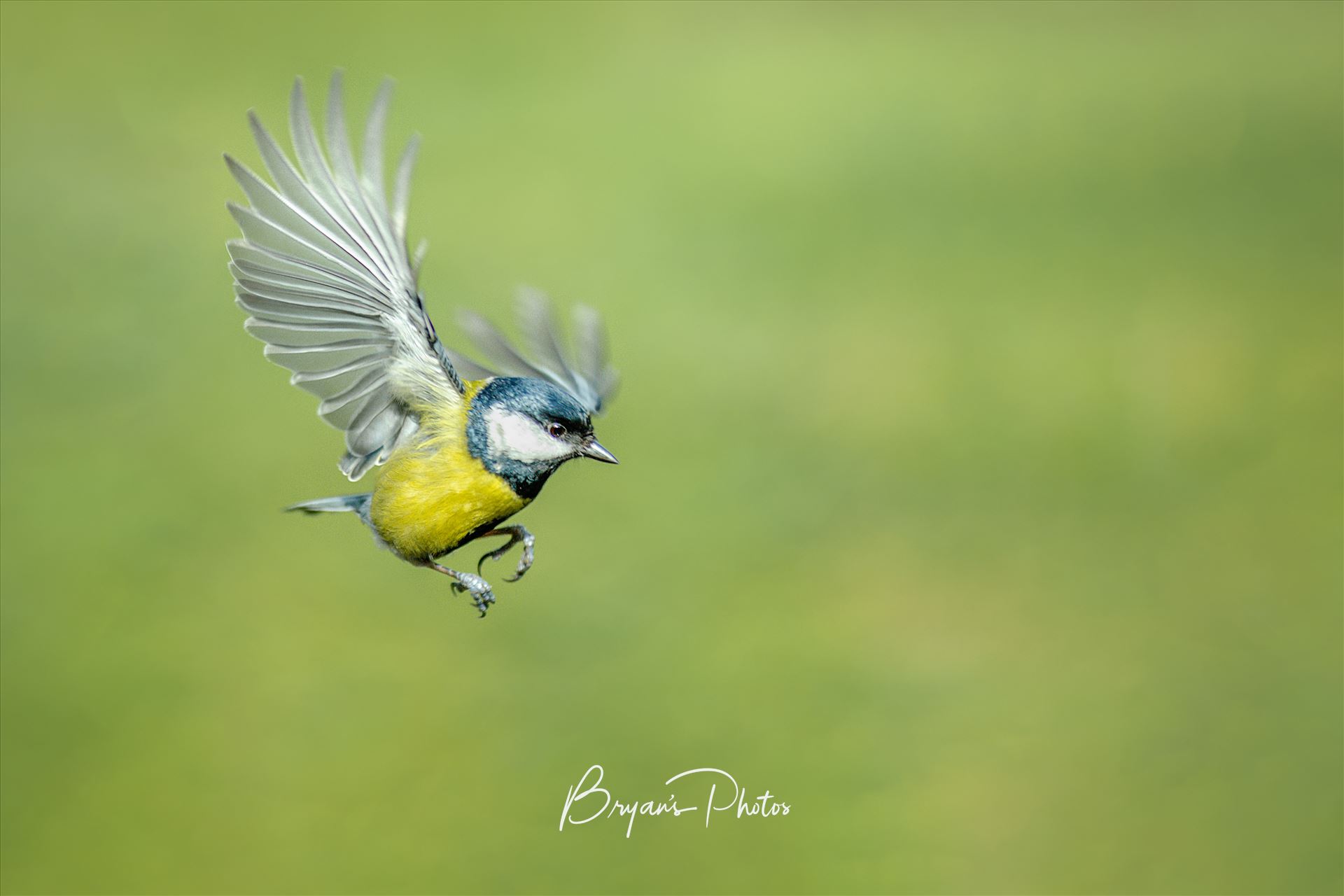 Blue Tit Landing A photograph of a wild Blue Tit coming in to land on the branch of a tree. by Bryans Photos