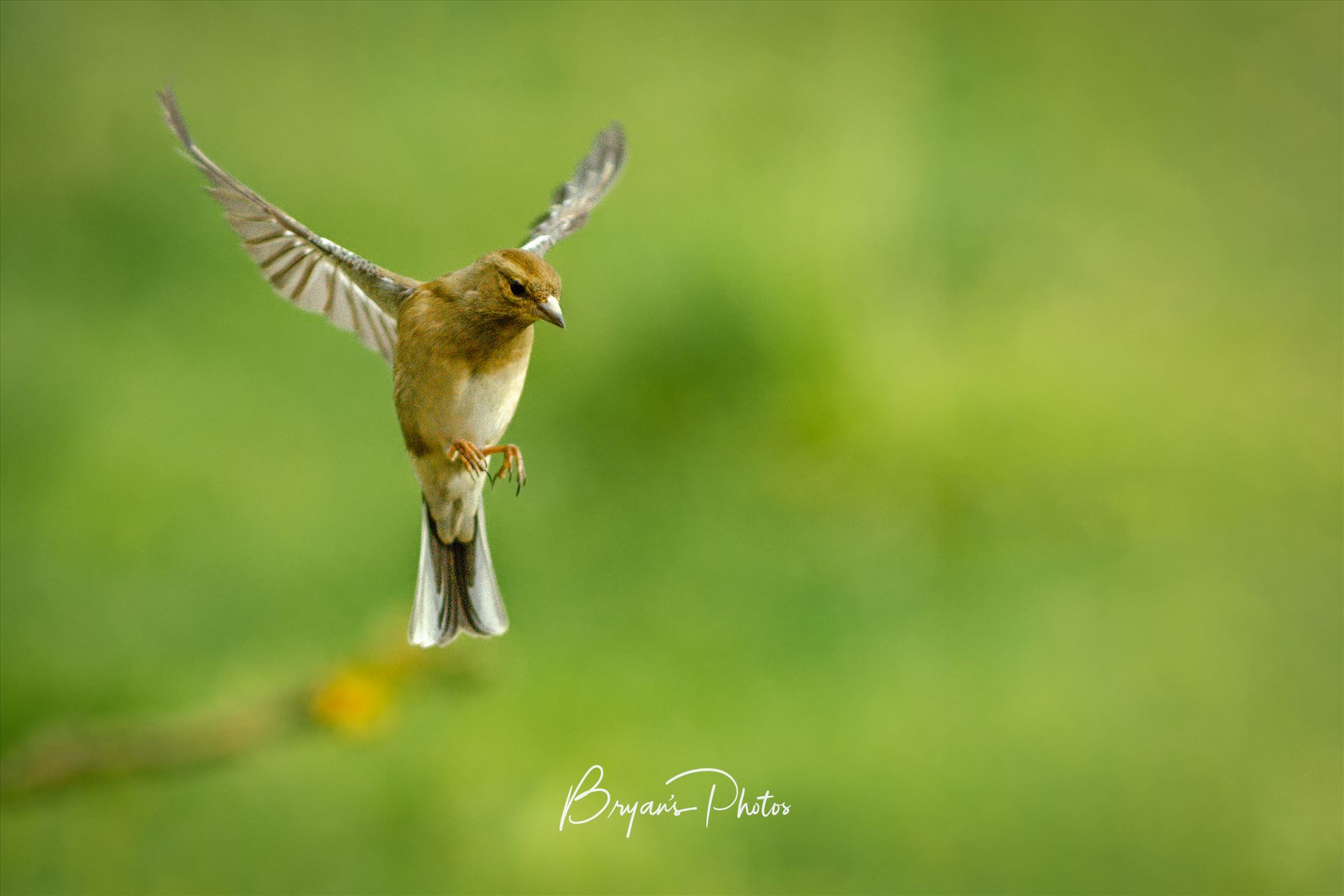 Female Chaffinch A photograph of a female Chaffinch coming in to land. by Bryans Photos