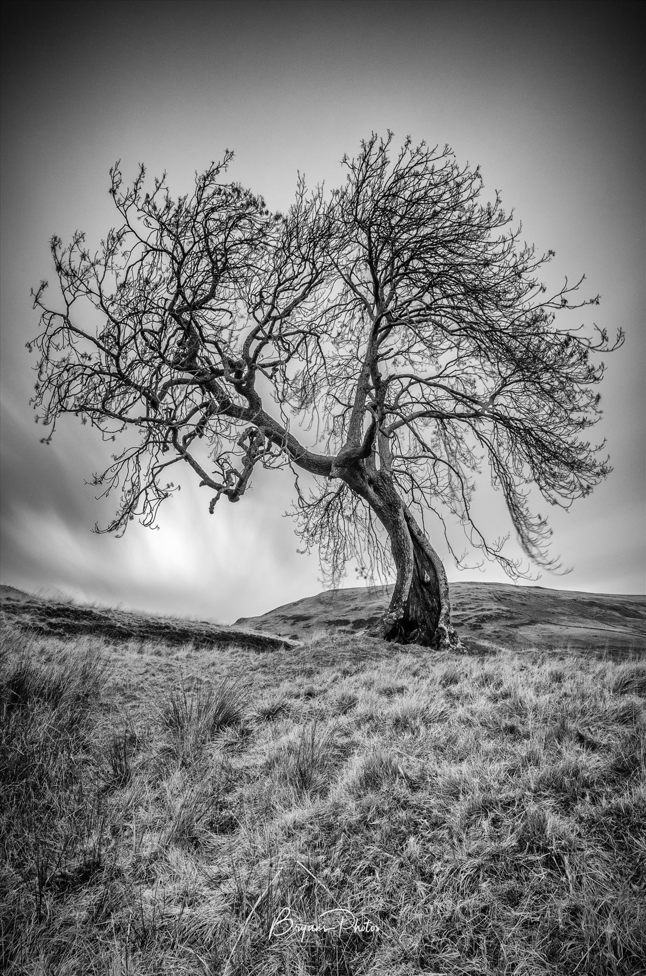 Frandy Tree A black and white photograph of the Frandy Tree Glen Devon, Perthshire. by Bryans Photos