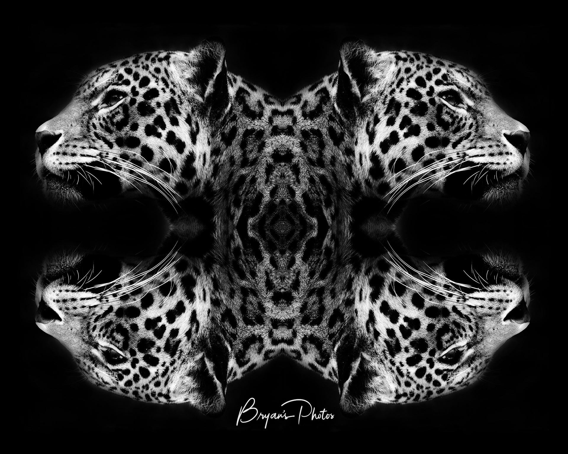 Jaguar Art Black & White An image of a jaguars head mirrored and merged into wall art by Bryans Photos