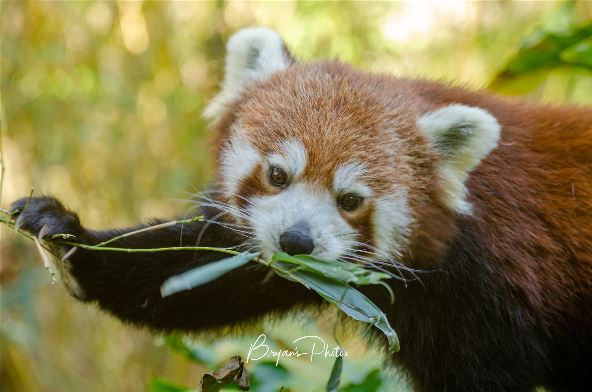 Feeding Time A photograph of a Red Panda eating bamboo leaves. by Bryans Photos