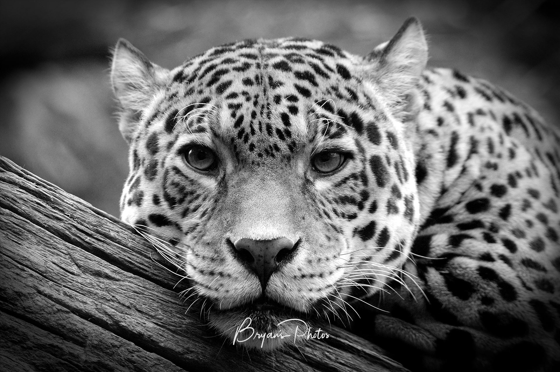 Jaguar Stare Black & White A photograph of a Jaguar staring straight at me in black & white by Bryans Photos