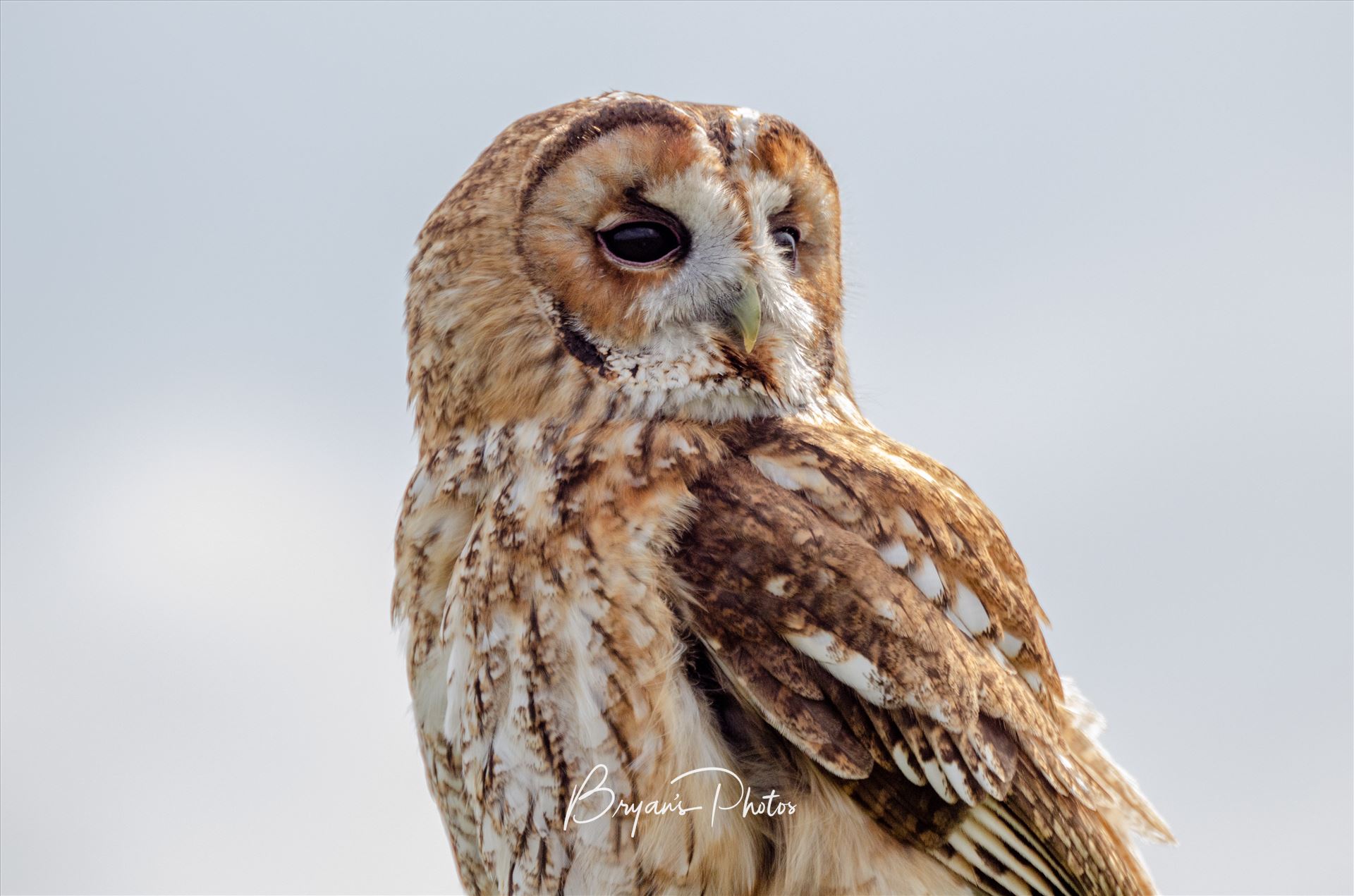 Tawny Owl A photograph of a Tawny Owl taken in the Scottish Highlands. by Bryans Photos