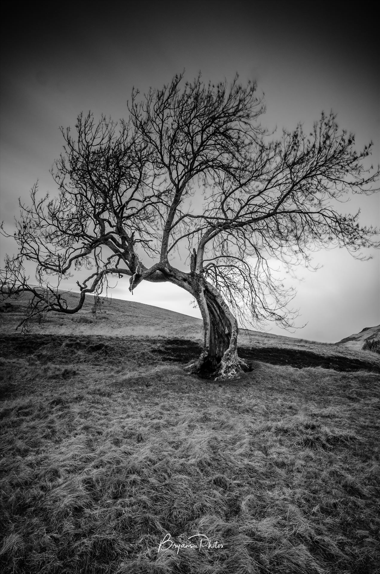 The Frandy Tree A black and white long exposure photograph of the Frandy Tree Glen Devon, Perthshire. by Bryans Photos