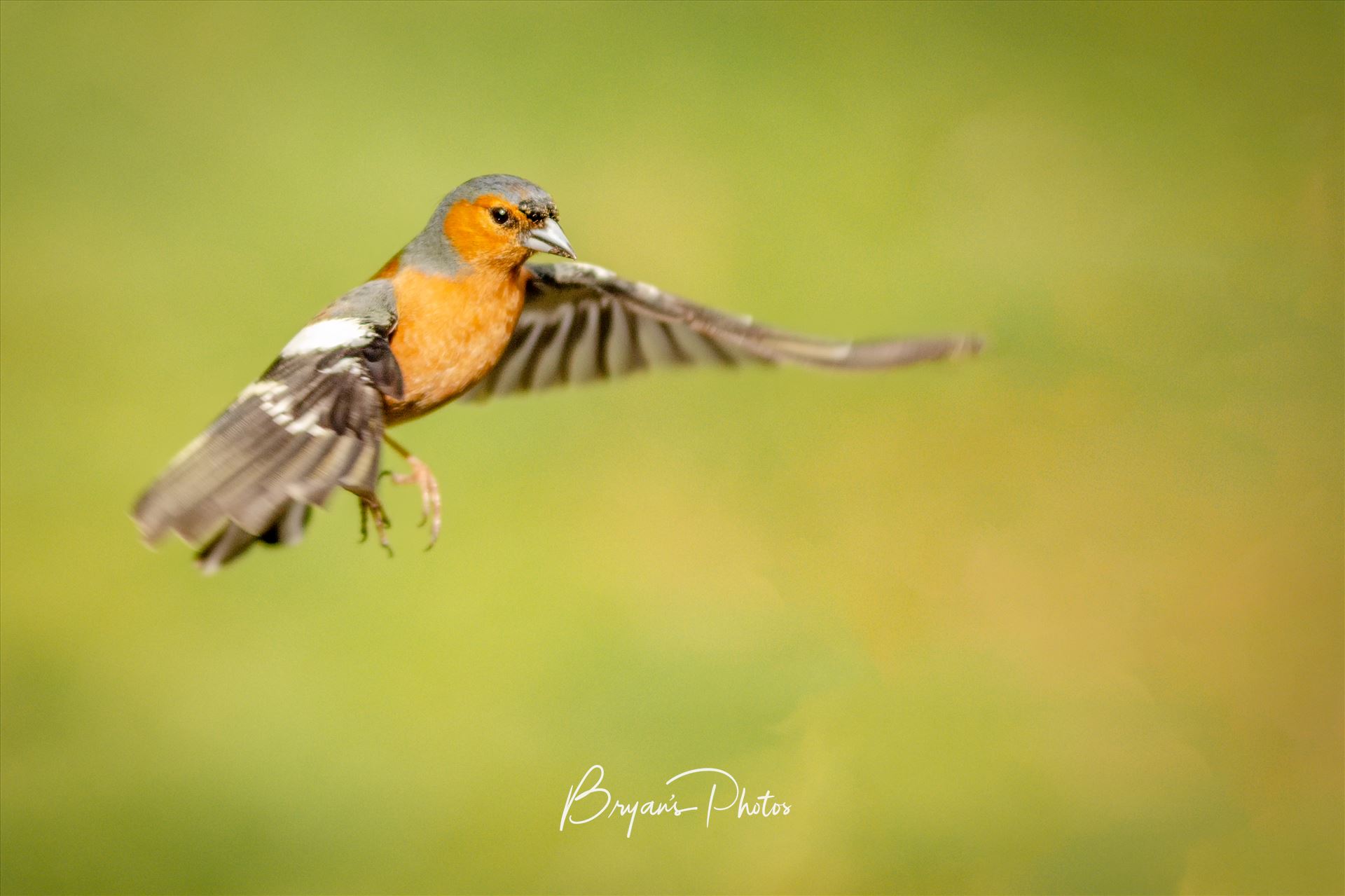 Male Chaffinch A photograph of a male Chaffinch taken mid flight. by Bryans Photos