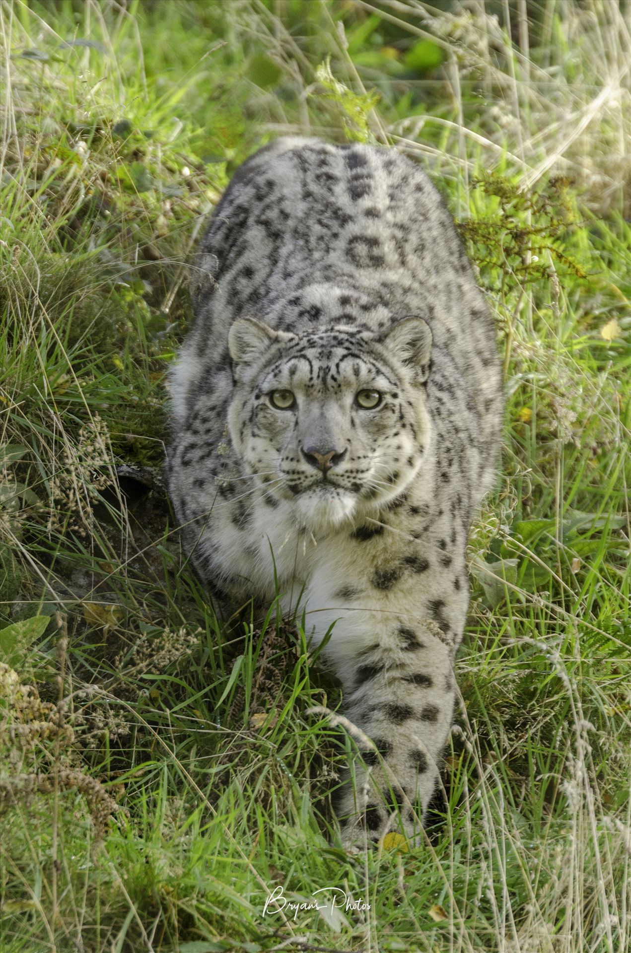 Snow Leopard Stare A photograph of a snow leopard staring straight at me as it approached from the hill above. by Bryans Photos
