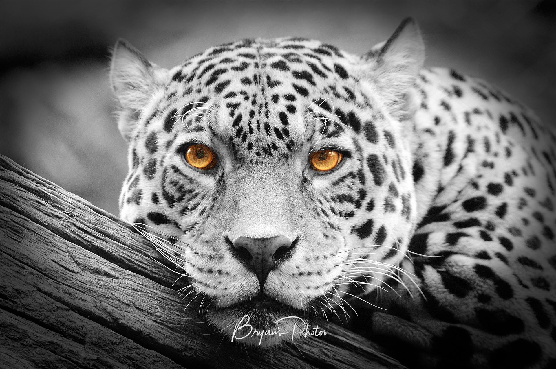Jaguar Stare isolations A black and white photograph of a Jaguar with the eyes left in colour. by Bryans Photos