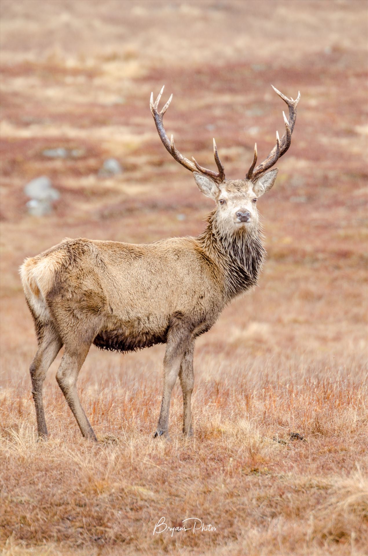 Highland Deer A photograph of a lone Stag taken in Glen Lyon in the Scottish Highlands. by Bryans Photos