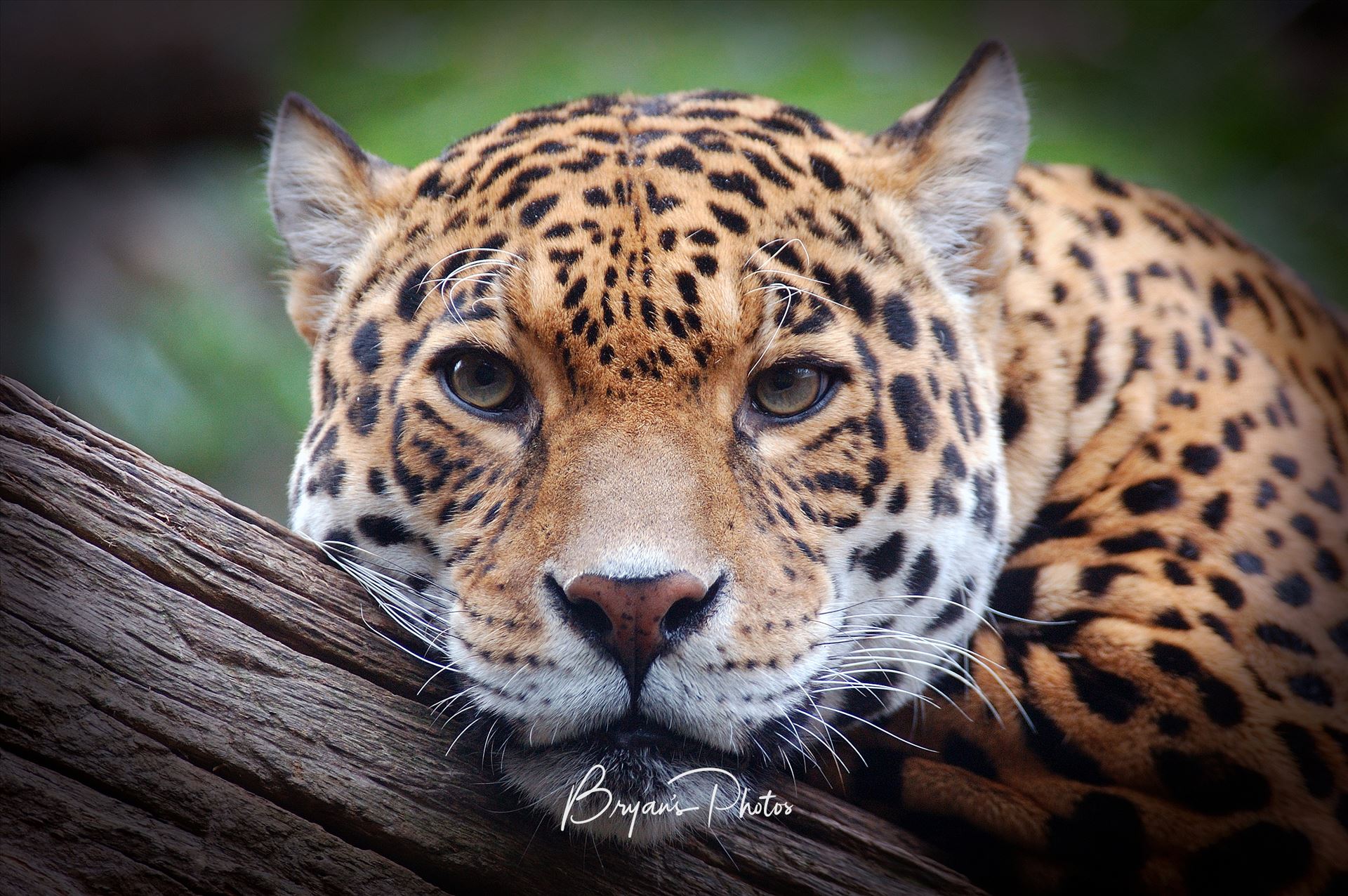 Jaguar Stare 2 Photograph of a Jaguar staring straight at me. by Bryans Photos