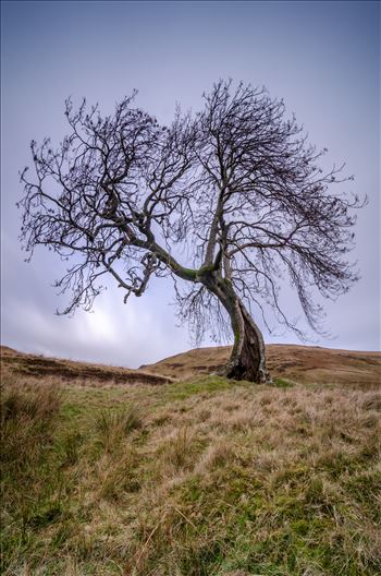 Frandy Tree Glen Devon by Bryans Photos