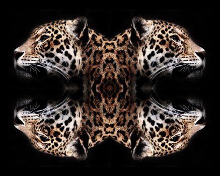 Jaguar art by Bryans Photos