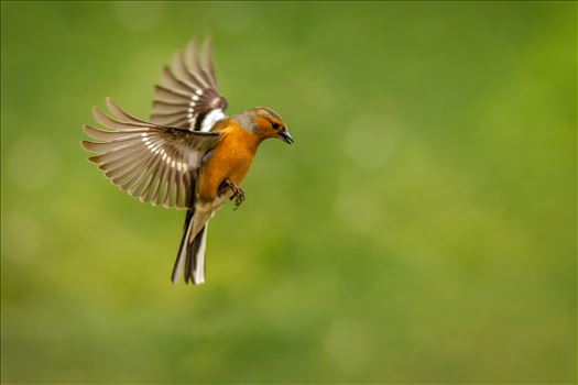 Flight of the Chaffinch by Bryans Photos