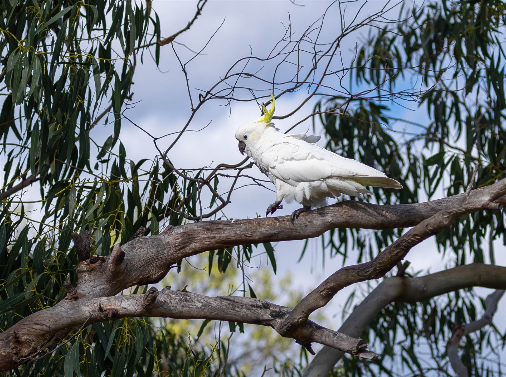 Sulphur-crested cockatoo Sulphur-crested cockatoo by johntorcasio