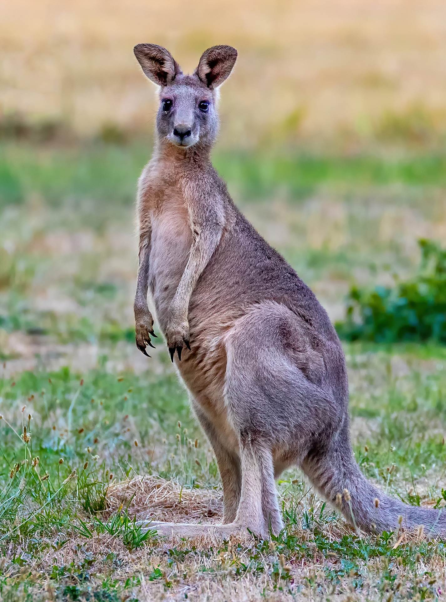  Eastern grey kangaroo  	Eastern grey kangaroo by johntorcasio