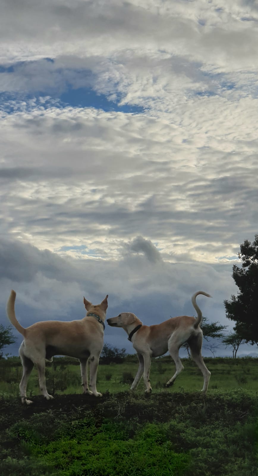 Gracey2.jpg  by Jim Wilson