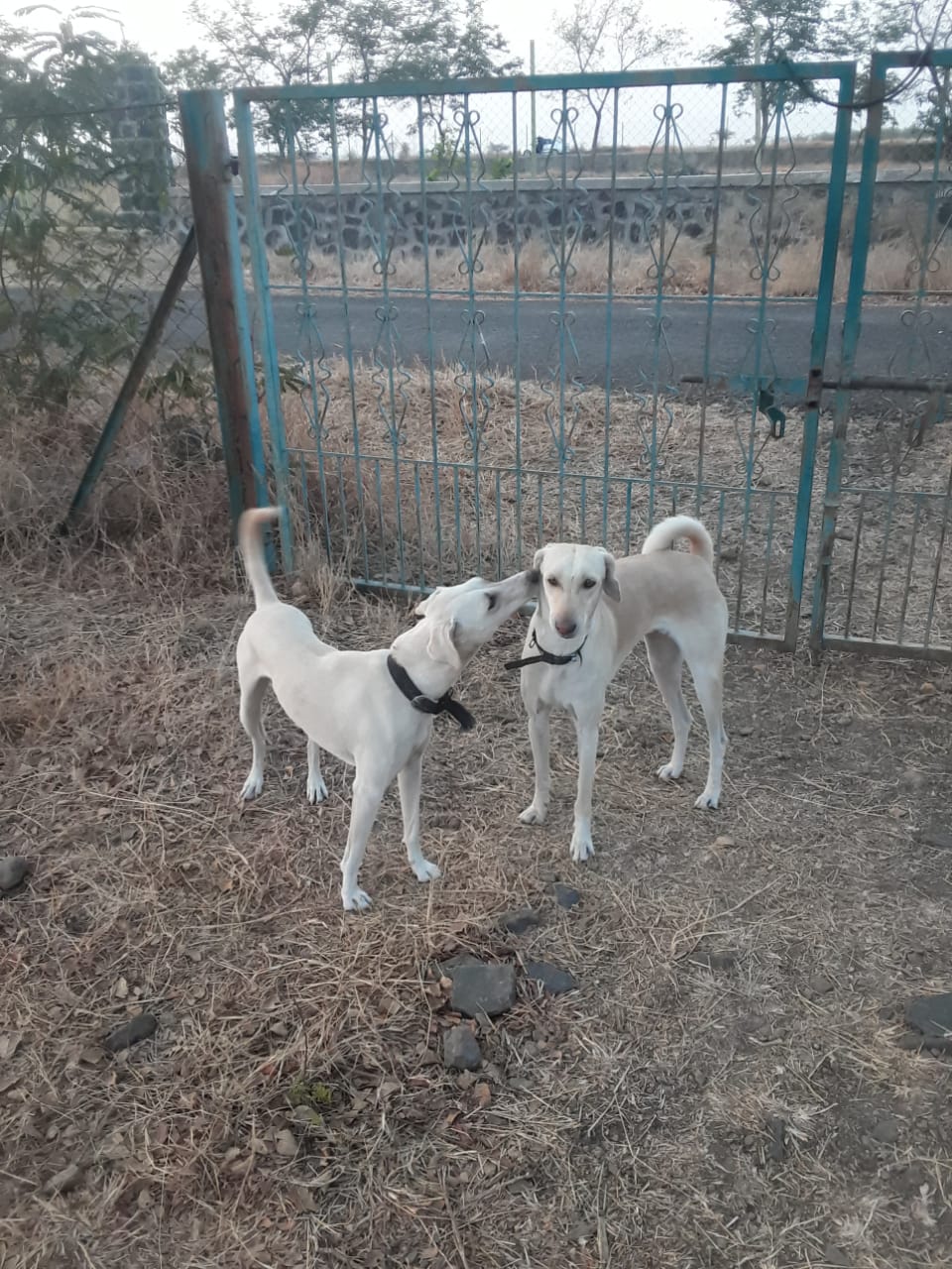 Gracey&Smarty.jpg  by Jim Wilson