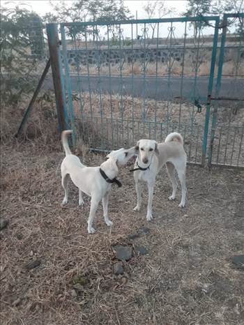 Gracey&Smarty.jpg by Jim Wilson