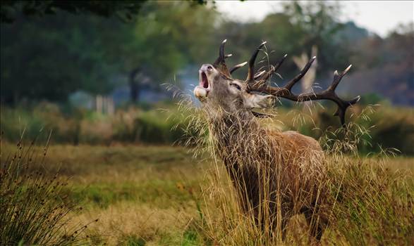 Call of the Wild.jpg - undefined