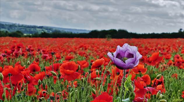 DSC06316_edited.jpg - undefined