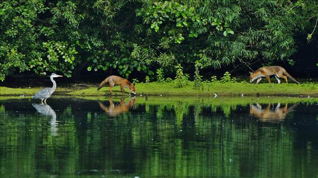 image.jpeg - undefined