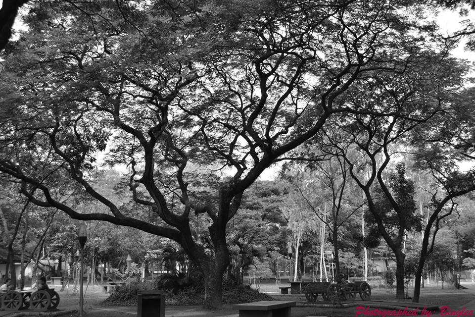 The tree of Quezon Memorial Circle  by Bingles